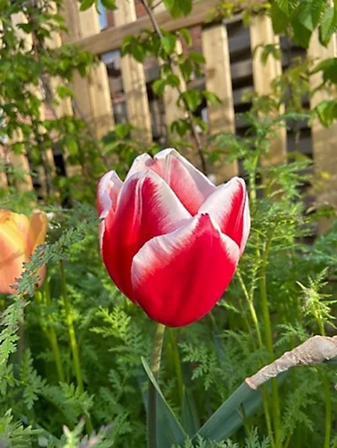 KissMyGrass Weed, Feed & Moss Killer (25 X 20kg) 2 KissMyGrass Weed, Feed & Moss Killer (25 X 20kg) - Image 2