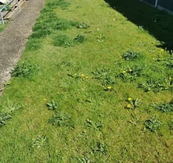 KissMyGrass Weed, Feed & Moss Killer (25 X 20kg) 7 KissMyGrass Weed, Feed & Moss Killer (25 X 20kg) -Outsunny Garden Zone kissmygrass weed feed moss killer 25 x 20kg 00003788 04c MP