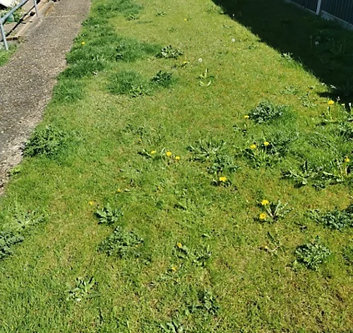 KissMyGrass Weed, Feed & Moss Killer (25 X 20kg) 4 KissMyGrass Weed, Feed & Moss Killer (25 X 20kg) - Image 4