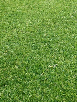 KissMyGrass Weed, Feed & Moss Killer (5 X 20kg) -Outsunny Garden Zone kissmygrass weed feed moss killer 5 x 20kg 00003789 03c MP