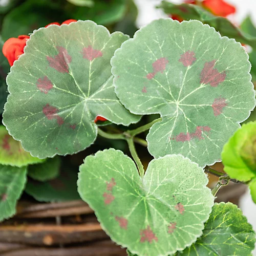 Large Artificial Geranium Flowers Rattan Hanging Basket Decoration Red 30cm 2 Large Artificial Geranium Flowers Rattan Hanging Basket Decoration Red 30cm - Image 2