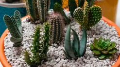 LAVA-LITE Cactus Gro, Natural Growing Media For Cacti, 1 Litre 5 LAVA-LITE Cactus Gro, Natural Growing Media For Cacti, 1 Litre -Outsunny Garden Zone lava lite cactus gro natural growing media for cacti 1 litre0652217253634 03c MP