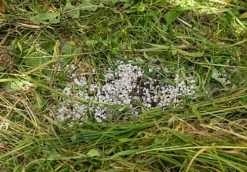 LAVA-LITE Composter, Compost Conditioner, 3 Litres -Outsunny Garden Zone lava lite composter compost conditioner 3 litres0652217936872 03c MP