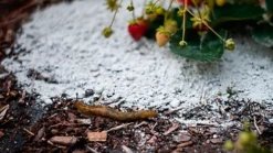 LAVA-LITE No Slugs Natural Slug Deterrent 3 Litres -Outsunny Garden Zone lava lite no slugs natural slug deterrent 3 litres0652217544282 03c MP