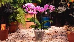 LAVA-LITE Orchid Gro, Orchid Growing Medium, 3 Litres 5 LAVA-LITE Orchid Gro, Orchid Growing Medium, 3 Litres -Outsunny Garden Zone lava lite orchid gro orchid growing medium 3 litres0652217599961 03c MP