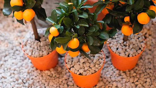 LAVA-LITE Plus Multi-purpose Stone 1 Litre 3 LAVA-LITE Plus Multi-purpose Stone 1 Litre - Image 3