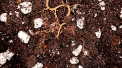 LAVA-LITE Soil Restore, Improves Soil Structure Naturally, 1 Litre 5 LAVA-LITE Soil Restore, Improves Soil Structure Naturally, 1 Litre -Outsunny Garden Zone lava lite soil restore improves soil structure naturally 1 litre0652217833348 03c MP