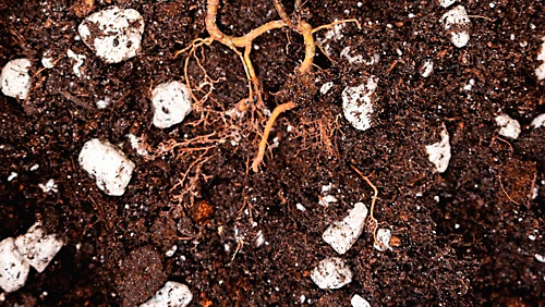 LAVA-LITE Soil Restore, Improves Soil Structure Naturally, 3 Litres 3 LAVA-LITE Soil Restore, Improves Soil Structure Naturally, 3 Litres - Image 3