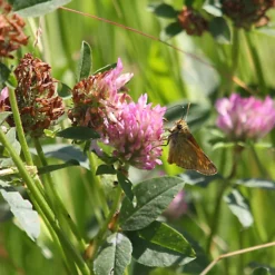 Meadowmat Wildflower Turf, 20m² Pack 7 Meadowmat Wildflower Turf, 20m² Pack -Outsunny Garden Zone meadowmat wildflower turf 20m pack04168157 02i