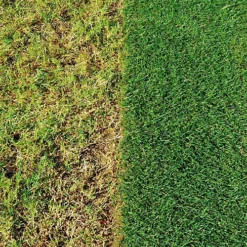 Miracle Gro Lawn Feed EverGreen Complete 4in1 Spreader Weed & Moss Killer 6 Miracle Gro Lawn Feed EverGreen Complete 4in1 Spreader Weed & Moss Killer -Outsunny Garden Zone miracle gro lawn feed evergreen complete 4in1 spreader weed moss killer5010272195187 03c MP