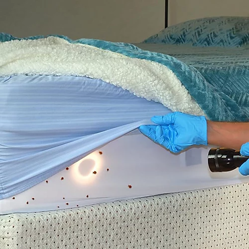 NOPE CP Bed Bug Killer Spray (500ml) Fast-acting, Odourless Repellent And Disinfectant For Effective Bed Bug Control. HSE Approved 3 NOPE CP Bed Bug Killer Spray (500ml) Fast-acting, Odourless Repellent And Disinfectant For Effective Bed Bug Control. HSE Approved - Image 3