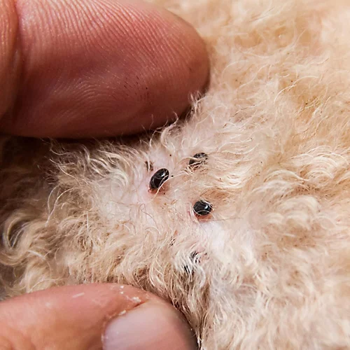 NOPE CP Flea Killer Spray (500ml) Fast Acting, Long-Lasting For Household Environments. Non-Staining, Odourless. HSE Approved. 2 NOPE CP Flea Killer Spray (500ml) Fast Acting, Long-Lasting For Household Environments. Non-Staining, Odourless. HSE Approved. - Image 2