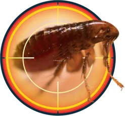 NOPE CP Flea Killer Spray (5L And Sprayer) Fast Acting, Long-Lasting For Household Environments. Non-Staining, Odourless. -Outsunny Garden Zone nope cp flea killer spray 5l and sprayer fast acting long lasting for household environments non staining odourless 5060132766088 04c MP