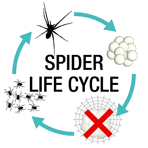 NOPE Spider Killer Spray Repellent - 5 Litres - Kills On Contact, Residual Action. Odourless, Non-Staining. HSE Registered 3 NOPE Spider Killer Spray Repellent - 5 Litres - Kills On Contact, Residual Action. Odourless, Non-Staining. HSE Registered - Image 3
