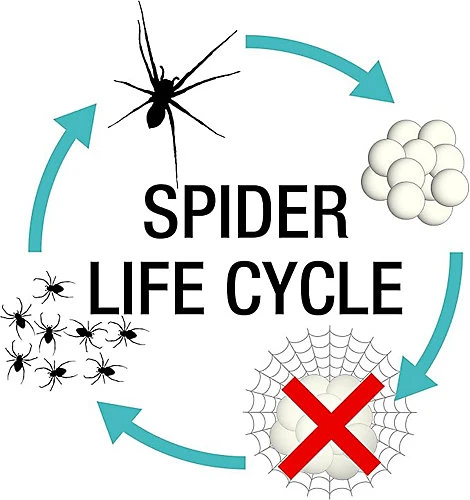 NOPE Spider Killer Spray Repellent - 500ml - Kills On Contact, Residual Action. Odourless, Non-Staining. HSE Registered 3 NOPE Spider Killer Spray Repellent - 500ml - Kills On Contact, Residual Action. Odourless, Non-Staining. HSE Registered - Image 3