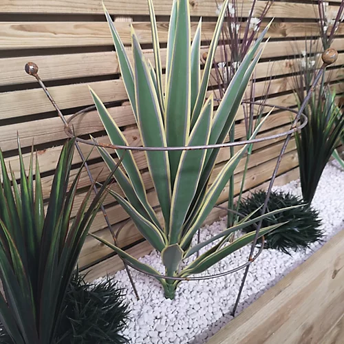 Pack Of 2 Tom Chambers Herbaceous Bare Rusted Steel Garden Plant Support Medium 54cm X 40cm 1 Pack Of 2 Tom Chambers Herbaceous Bare Rusted Steel Garden Plant Support Medium 54cm X 40cm