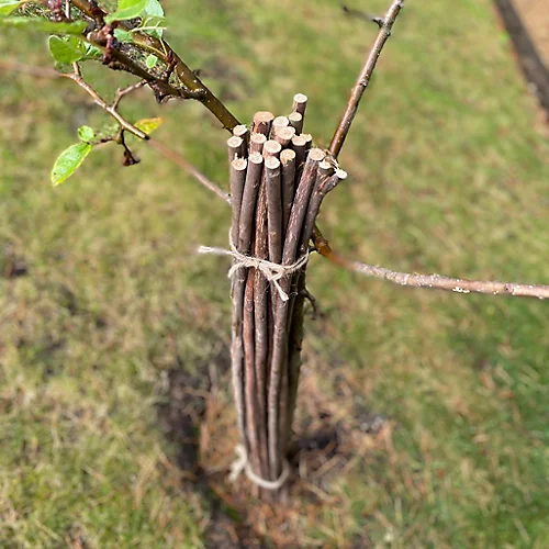 Pack Of 20 Willow Pea & Bean Support Sticks (120cm) 2 Pack Of 20 Willow Pea & Bean Support Sticks (120cm) - Image 2