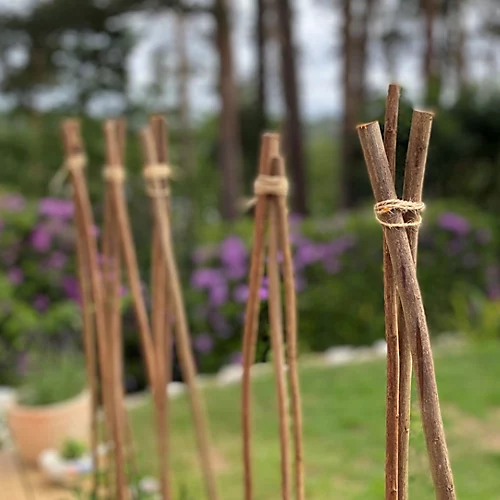 Pack Of 20 Willow Pea & Bean Support Sticks (120cm) 4 Pack Of 20 Willow Pea & Bean Support Sticks (120cm) - Image 4