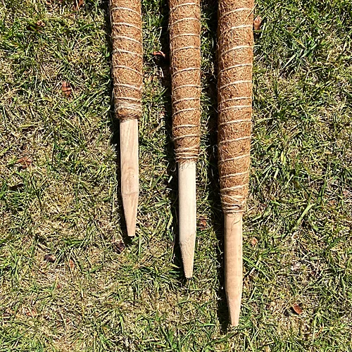 Pack Of 3 Coco Fibre Palm Stick Plant Supports (80cm) 2 Pack Of 3 Coco Fibre Palm Stick Plant Supports (80cm) - Image 2