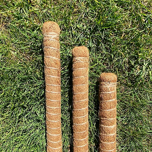 Pack Of 3 Coco Fibre Palm Stick Plant Supports (80cm) 3 Pack Of 3 Coco Fibre Palm Stick Plant Supports (80cm) - Image 3
