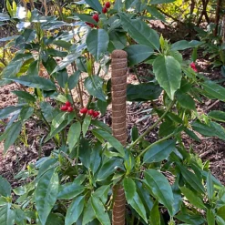 Pack Of 3 Coco Fibre Palm Stick Plant Supports (80cm) 7 Pack Of 3 Coco Fibre Palm Stick Plant Supports (80cm) -Outsunny Garden Zone pack of 3 coco fibre palm stick plant supports 80cm 5060266599668 04c MP