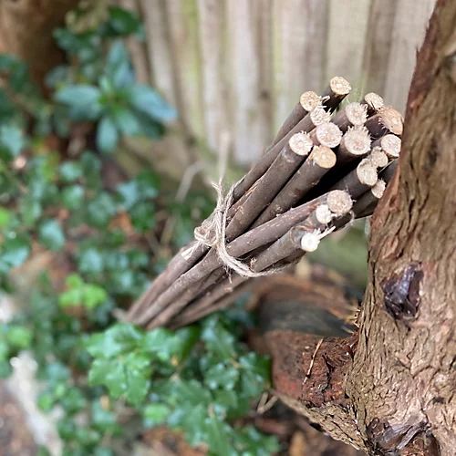 Pack Of 40 Willow Pea & Bean Support Sticks (120cm) 2 Pack Of 40 Willow Pea & Bean Support Sticks (120cm) - Image 2