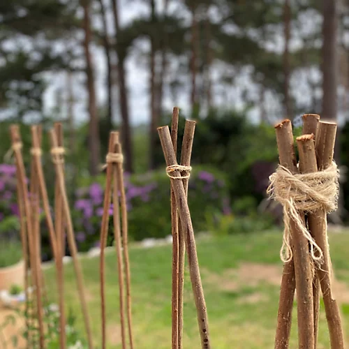 Pack Of 40 Willow Pea & Bean Support Sticks (120cm) 4 Pack Of 40 Willow Pea & Bean Support Sticks (120cm) - Image 4