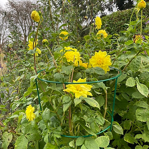 Pack Of 5 Conical Garden Plant Support Rings (75cm) 3 Pack Of 5 Conical Garden Plant Support Rings (75cm) - Image 3