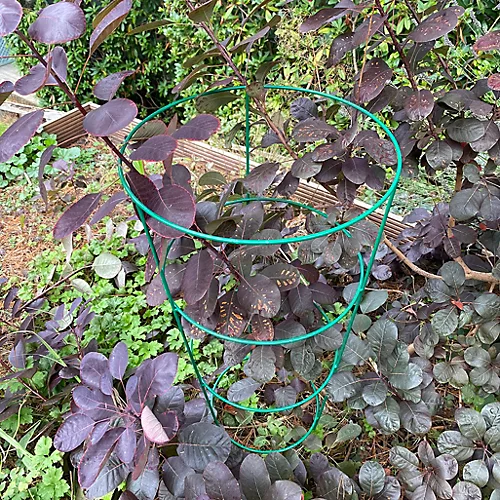 Pack Of 5 Conical Garden Plant Support Rings (75cm) 4 Pack Of 5 Conical Garden Plant Support Rings (75cm) - Image 4