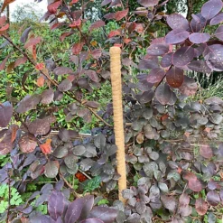 Pack Of 6 Coco Fibre Palm Stick Plant Supports (80cm) -Outsunny Garden Zone pack of 6 coco fibre palm stick plant supports 80cm 5055031304448 04c MP