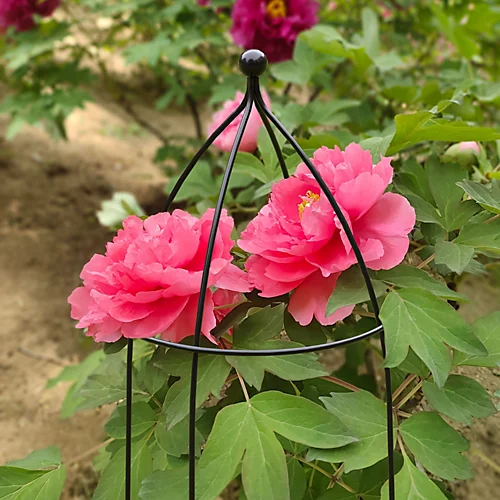 Panacea Cloche (H)75cm 2 Panacea Cloche (H)75cm - Image 2