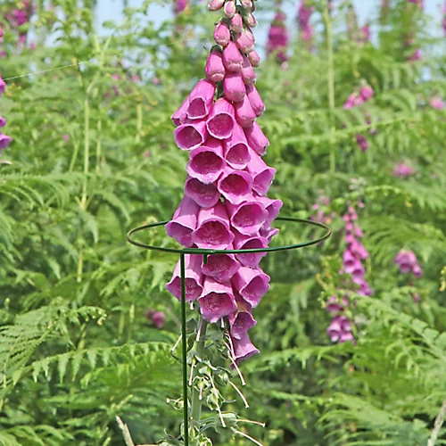 Panacea Steel Single Stem Plant Support (L)91cm (Dia)17cm, Pack Of 3 2 Panacea Steel Single Stem Plant Support (L)91cm (Dia)17cm, Pack Of 3 - Image 2