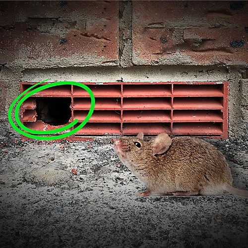 Pest Proofing Air Brick Cover By MouseMesh - Small Brown 255mm(W) X 105mm(H) 4 Pest Proofing Air Brick Cover By MouseMesh - Small Brown 255mm(W) X 105mm(H) - Image 4