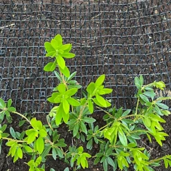 Plant Prickle Strip Dig Stopper Anti Dog And Cat Protection (2m X 30cm) -Outsunny Garden Zone plant prickle strip dig stopper anti dog and cat protection 2m x 30cm 5060575103976 03c MP