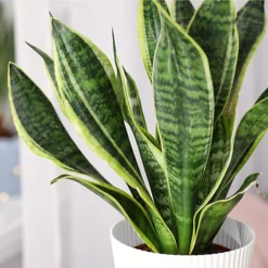 Plantsmith Cacti And Succulent Plant Feed, 500ml Fertiliser -Outsunny Garden Zone plantsmith cacti and succulent plant feed 500ml fertiliser5060874795407 03c MP