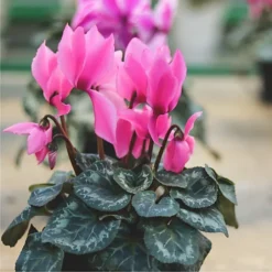 Plantsmith House Plant Mist, 500ml Fertiliser 6 Plantsmith House Plant Mist, 500ml Fertiliser -Outsunny Garden Zone plantsmith house plant mist 500ml fertiliser5060874795353 03c MP