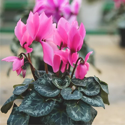 Plantsmith House Plant Mist, 500ml Fertiliser 3 Plantsmith House Plant Mist, 500ml Fertiliser - Image 3