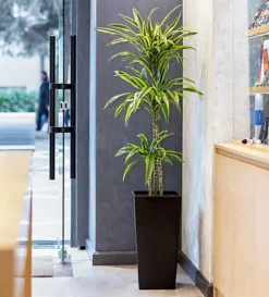 Plantsmith House Plant Mist, 500ml Fertiliser 7 Plantsmith House Plant Mist, 500ml Fertiliser -Outsunny Garden Zone plantsmith house plant mist 500ml fertiliser5060874795353 04c MP