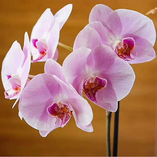 Plantsmith Orchid Mist For Plant Care, 500ml Fertiliser 2 Plantsmith Orchid Mist For Plant Care, 500ml Fertiliser - Image 2