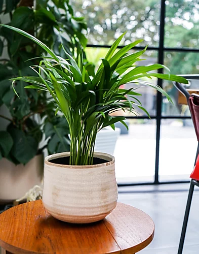 Pot Como Ivory Indoor Planter H21Cm D26Cm 1 Pot Como Ivory Indoor Planter H21Cm D26Cm