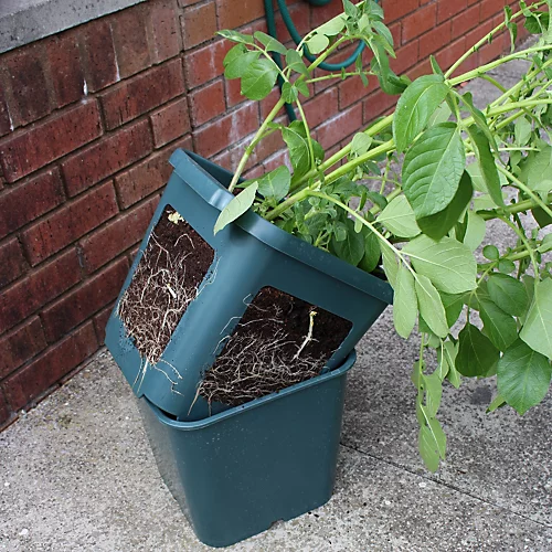 Potato Gro-Pot Patio Vegetable Patio Planter - Pack Of 3 3 Potato Gro-Pot Patio Vegetable Patio Planter - Pack Of 3 - Image 3