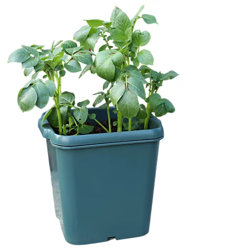 Potato Gro-Pot Patio Vegetable Patio Planter - Pack Of 3 4 Potato Gro-Pot Patio Vegetable Patio Planter - Pack Of 3 - Image 4