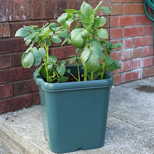 Potato Gro-Pot Patio Vegetable Patio Planter - Single 1 Potato Gro-Pot Patio Vegetable Patio Planter - Single