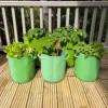 Potato & Vegetable Planter Grow Bags (Set Of 5) Non - Woven Aeration Fabric Pots