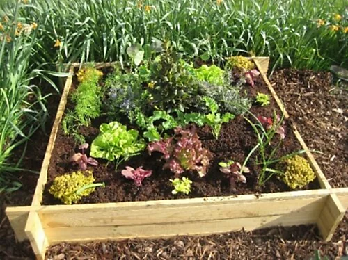 Primrose 200L Chamberlain Garden Wooden Raised Grow Bed 100cm X 100cm 3 Primrose 200L Chamberlain Garden Wooden Raised Grow Bed 100cm X 100cm - Image 3