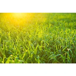 Pro-Kleen Iron Sulphate 10KG PREMIUM Ferrous Pure Lawn Tonic- Lawn Conditioner And Turf Hardener. Dry Powder Soluble In Water -Outsunny Garden Zone pro kleen iron sulphate 10kg premium ferrous pure lawn tonic lawn conditioner and turf hardener dry powder soluble in water5056411323325 04c MP