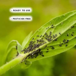 Spear & Jackson Bug & Mildew Control 2 X 1L 7 Spear & Jackson Bug & Mildew Control 2 X 1L -Outsunny Garden Zone spear jackson bug mildew control 2 x 1l5060744386131 04c MP