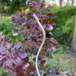 Tomato Spiral Climbing Plant Support Metal Stakes Galvanised Set Of 18 (1.6m) -Outsunny Garden Zone tomato spiral climbing plant support metal stakes galvanised set of 18 1 6m 5060575109398 03c MP