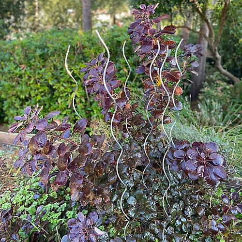 Tomato Spiral Climbing Plant Support Metal Stakes Galvanised Set Of 6 (1.6m) 4 Tomato Spiral Climbing Plant Support Metal Stakes Galvanised Set Of 6 (1.6m) - Image 4