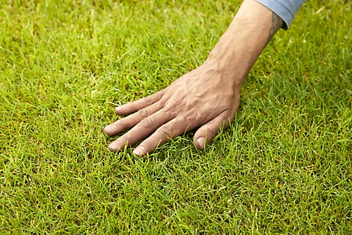 Verve Mamaterra Lawn Feed Granules 100m² 2.5kg 2 Verve Mamaterra Lawn Feed Granules 100m² 2.5kg - Image 2